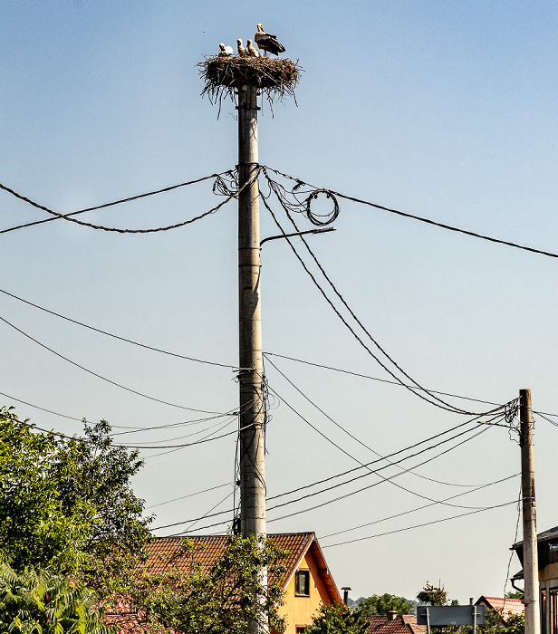 Störche in Nest Scoreiu