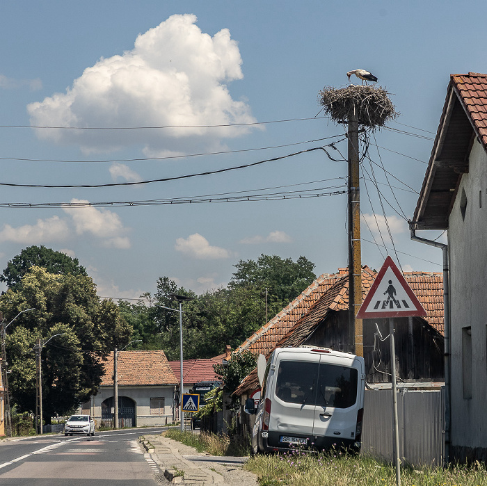 Störche in Nest Kreis Sibiu