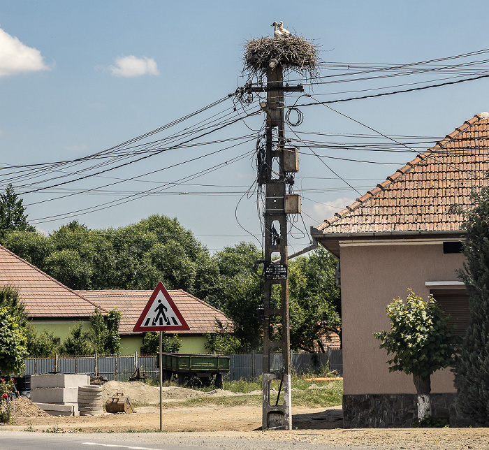 Sâmbăta de Jos Störche in Nest