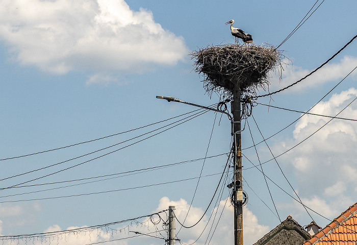 Störche in Nest Beclean