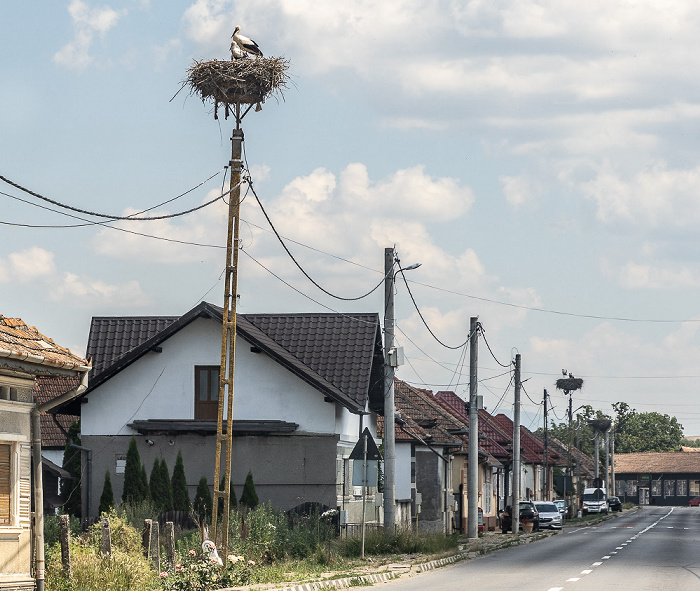Störche in Nest Mândra