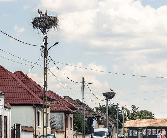 Störche in Nest Mândra