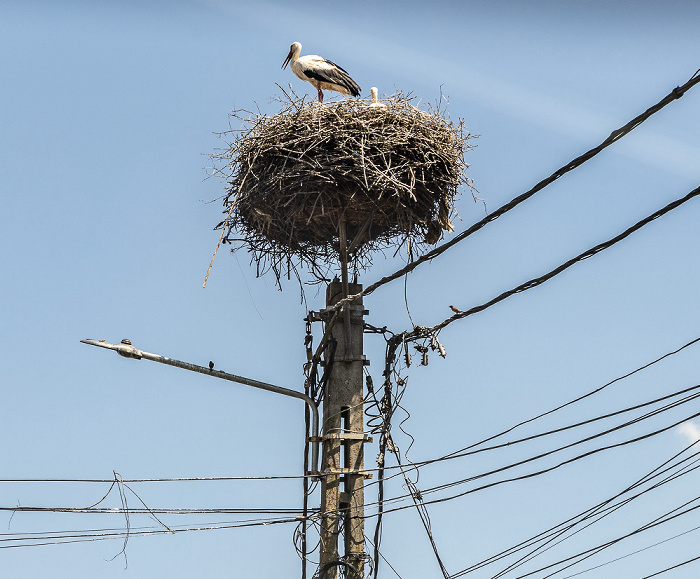 Störche in Nest Schirkanyen