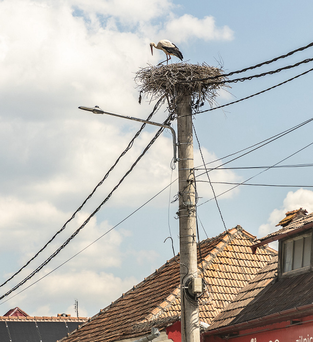 Störche in Nest Schirkanyen