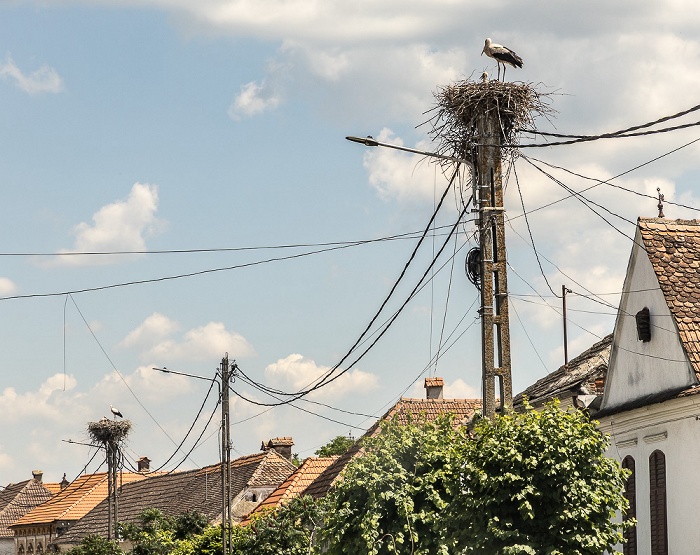 Störche in Nest Schirkanyen