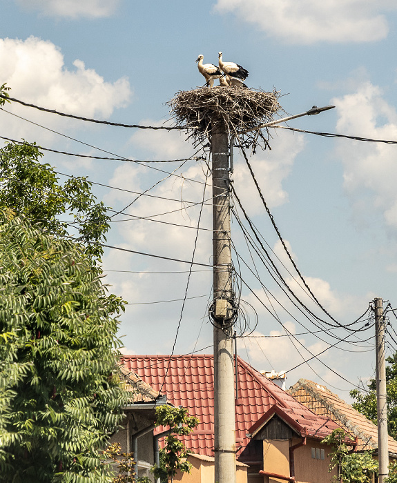 Störche in Nest Schirkanyen