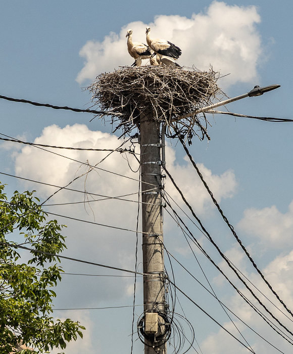 Störche in Nest Schirkanyen