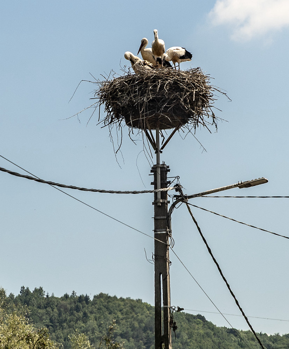 Kreis Brașov Störche in Nest