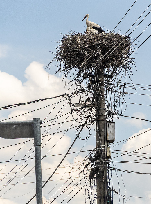 Störche in Nest Tohanu Nou