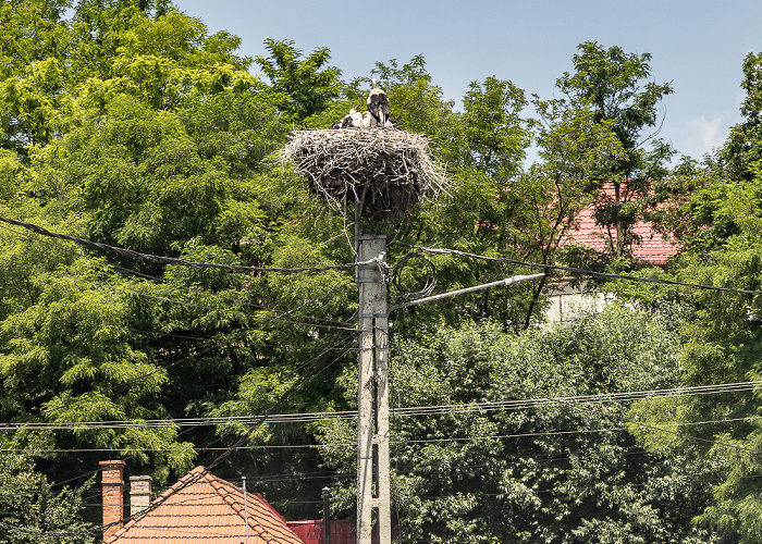 Marienburg (Feldioara) Störche in Nest