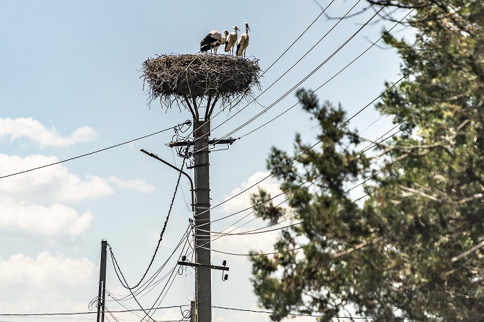 Störche in Nest Teufelsdorf (Vânători)