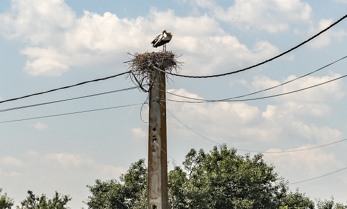 Störche in Nest Kreis Mureș
