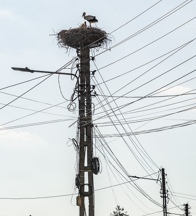 Foi Störche in Nest
