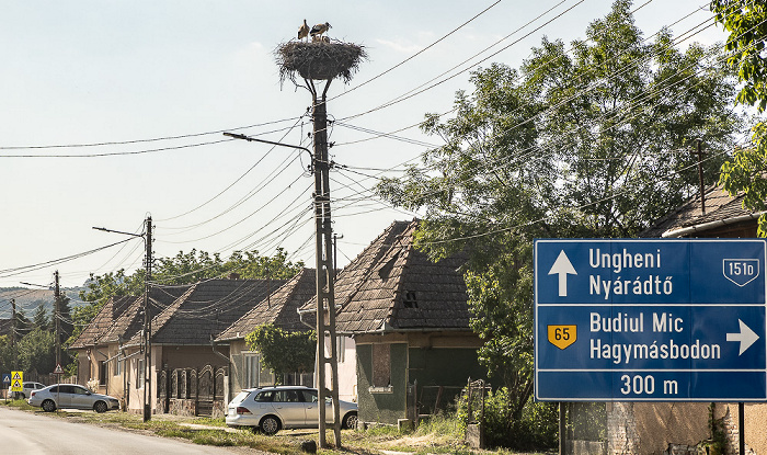 Foi Störche in Nest