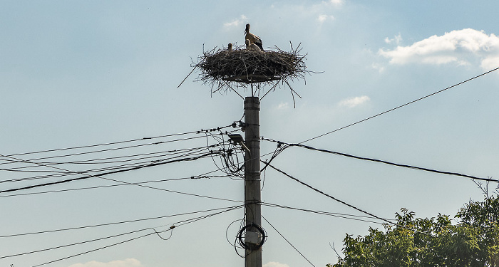 Foi Störche in Nest