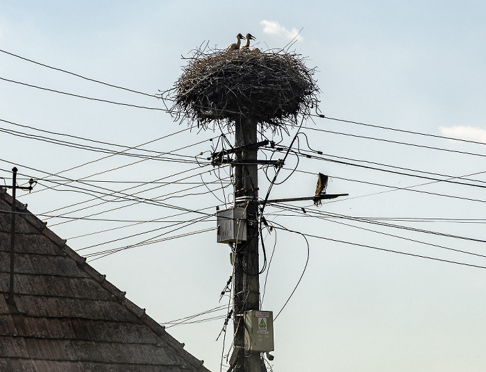 Störche in Nest Crăciunești