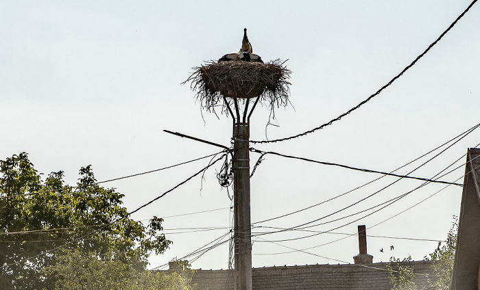 Störche in Nest Crăciunești