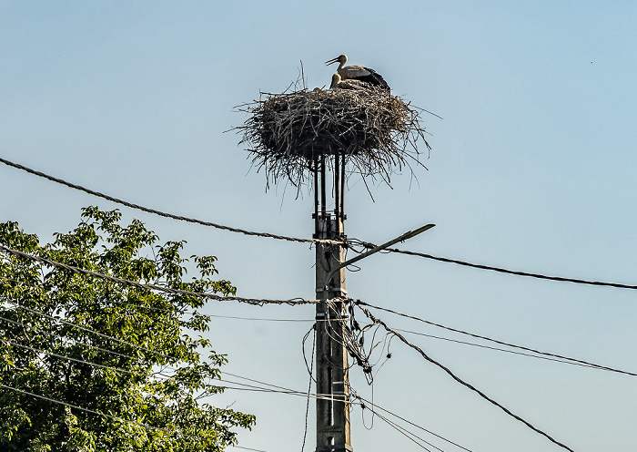 Gheorghe Doja Störche in Nest