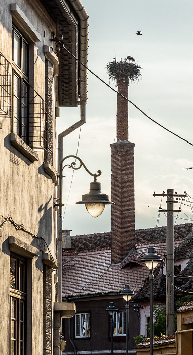 Strada Vopsitorilor (Färbergasse): Störche in Nest Sibiu (Hermannstadt)