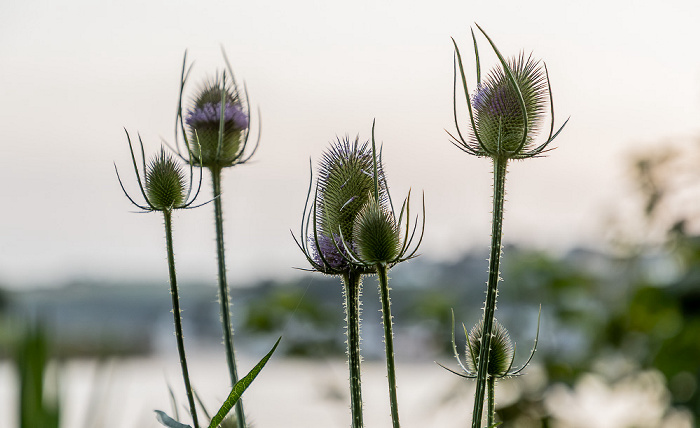 Kinsale