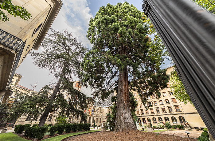 Avenida San Ignacio: Sequoya del Palacio de Diputación Pamplona