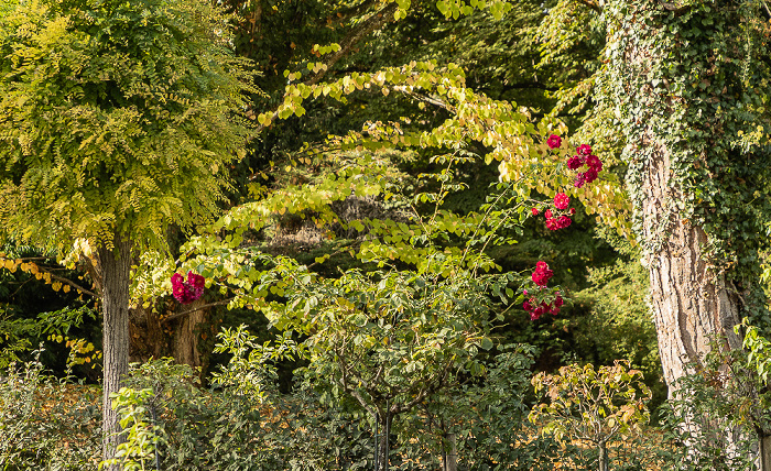 Roseninsel: Rosengarten Feldafing